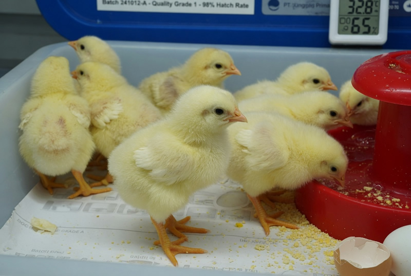 DOC Ayam KUB