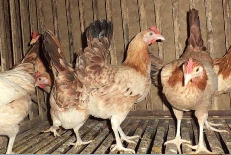Ayam ELBA